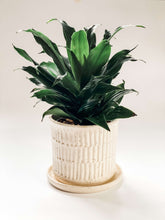 Load image into Gallery viewer, Planters with drainage and drip trays