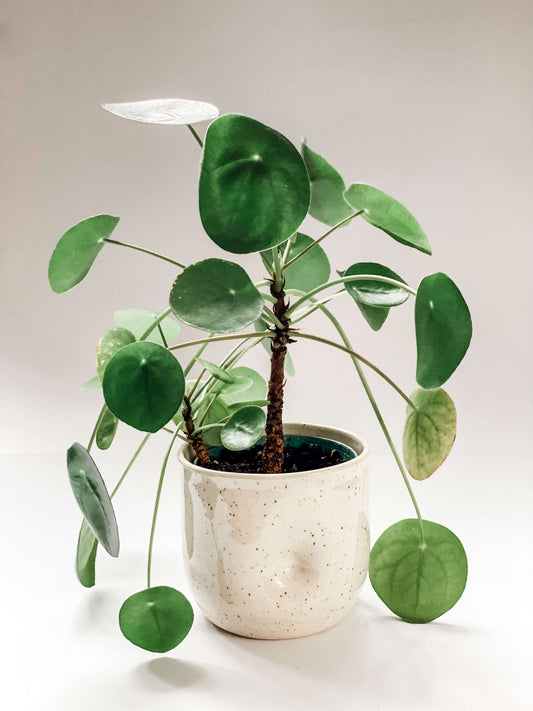 Wheel thrown planter with indent in middle like a belly button in a cream and brown speckled clay holding a Chinese Money Tree