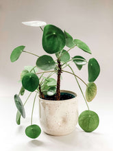 Load image into Gallery viewer, Wheel thrown planter with indent in middle like a belly button in a cream and brown speckled clay holding a Chinese Money Tree